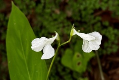 Maranta arundinacea, photograph (c) Claudio Cantú Muñiz, some rights reserved (CC BY)