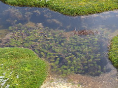 Myriophyllum quitense