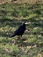 Corvus frugilegus