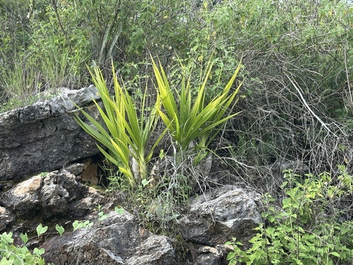 Cyrtopodium macrobulbon, photograph 5