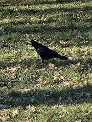 Corvus frugilegus