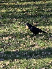 Corvus frugilegus