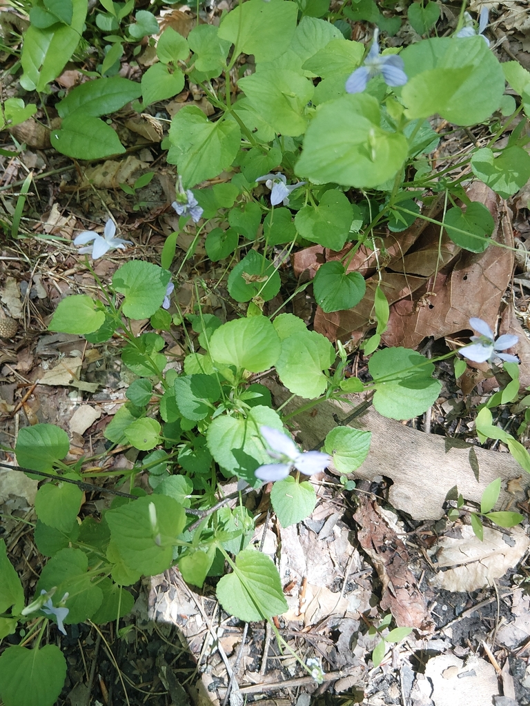 Labrador Violet Invasive Labrador violet from Jenson, KY 40977, USA on April 30, 2026 at 01:58 ...