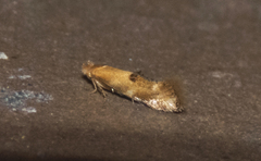 Bucculatrix coronatella