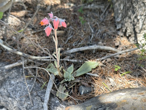Echeveria lyonsii
