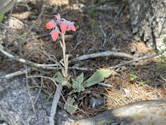 Echeveria lyonsii