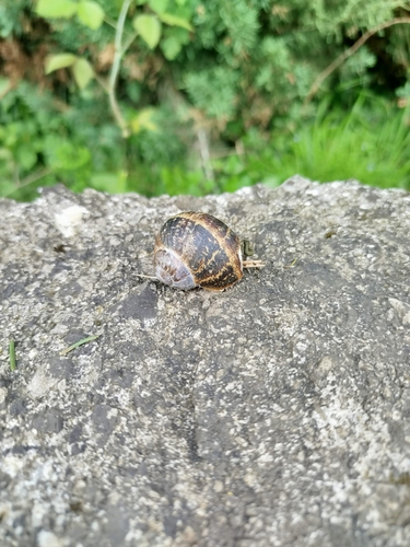 Cornu aspersum