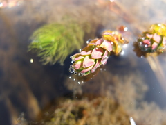 Myriophyllum quitense