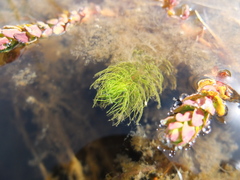 Myriophyllum quitense