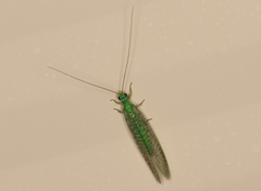 Mallada tripunctatus