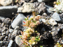 Poa lepidula