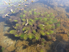 Myriophyllum quitense