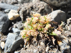 Poa lepidula