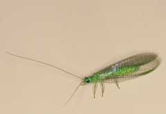 Mallada tripunctatus