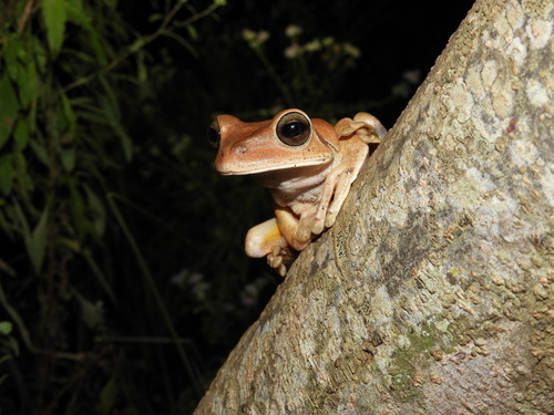 Blacksmith Tree Frog