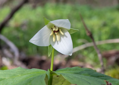 Trillium sulcatum