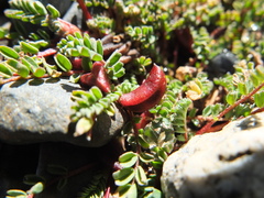 Astragalus micranthellus