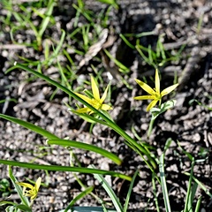Gagea pratensis, photograph (c) Petr Harant, some rights reserved (CC BY)