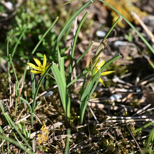 Gagea pratensis
