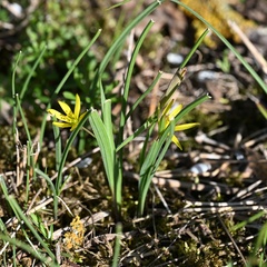 Gagea pratensis