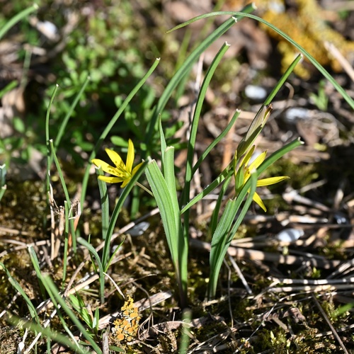Gagea pratensis, photograph 1