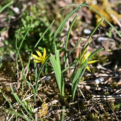 Gagea pratensis, photograph (c) Petr Harant, some rights reserved (CC BY)