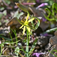Gagea pratensis, photograph (c) Petr Harant, some rights reserved (CC BY)