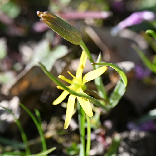 Gagea pratensis, photograph 3