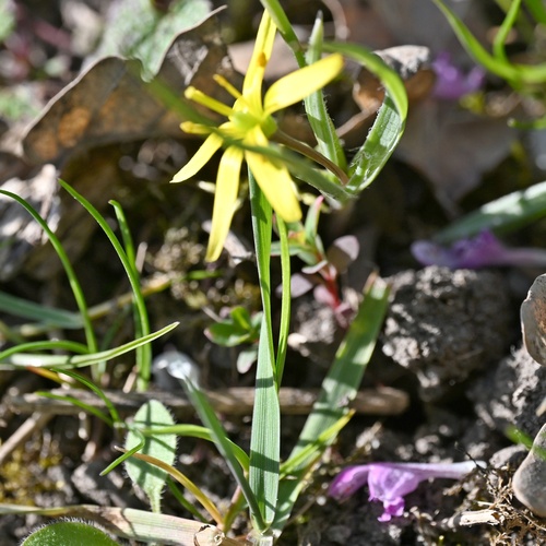 Gagea pratensis, photograph 4