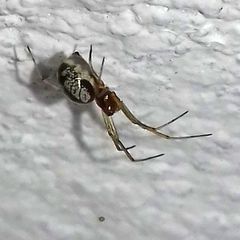 Microlinyphia pusilla