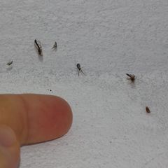 Microlinyphia pusilla