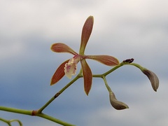 Encyclia candollei