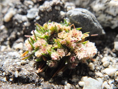 Poa lepidula