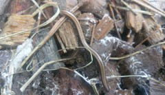 Californiulus yosemitensis