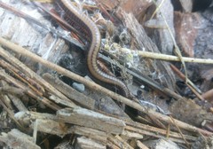 Californiulus yosemitensis