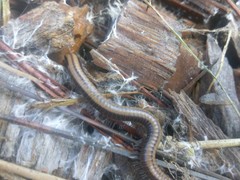 Californiulus yosemitensis