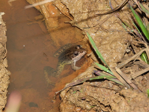 Wrestler Frog