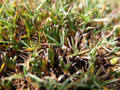 Phylloscirpus deserticola