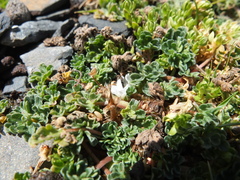 Geranium sessiliflorum