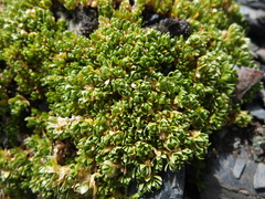 Muehlenbeckia volcanica