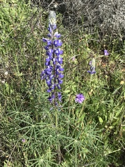 Lupinus benthamii