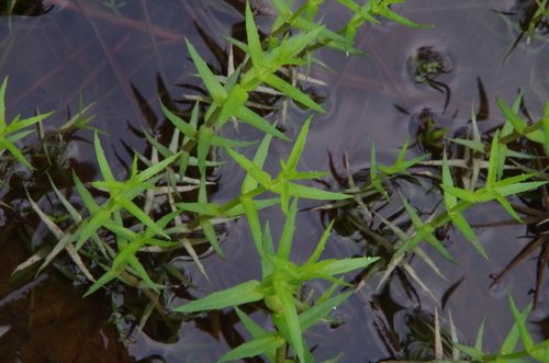 Sticky hedgehyssop (Gratiola brevifolia)