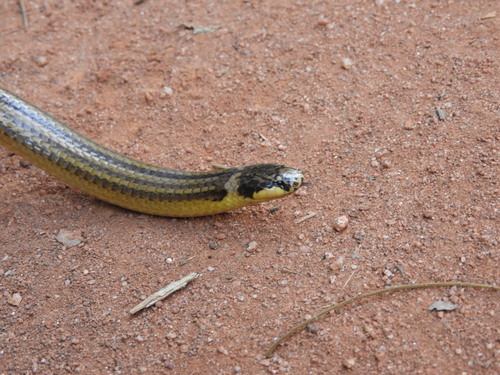 Raddi's Lizard-eating Snake