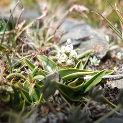 Myrosmodes paludosa