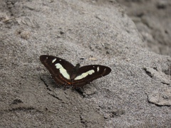 Metamorpha elissa