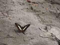 Metamorpha elissa