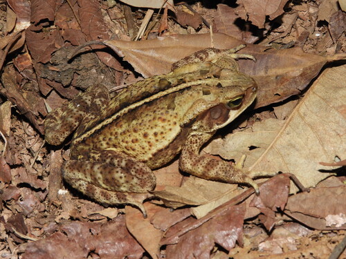 Striped Toad