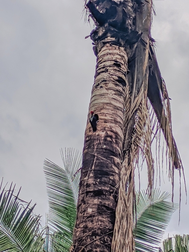 Crimson-crested Woodpecker