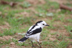 Fluvicola pica