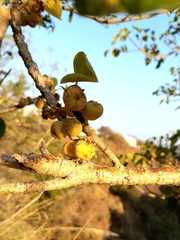 Ficus petiolaris